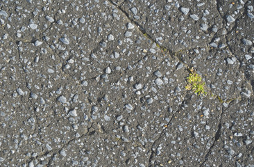 アスファルト　割れ目　草　素材
