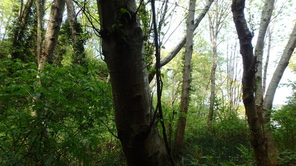 Lush green forest with trees