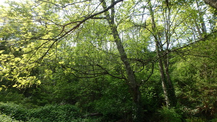 Lush green forest