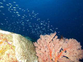 Plongée .Thailande