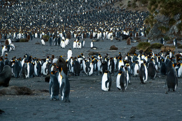 Right Whale Bay, South Georgia Islands - King Penguin rookery at dusk