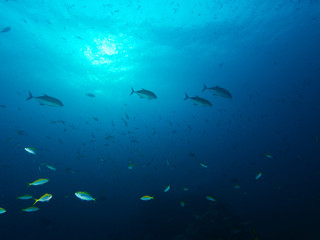 Plongée .Thailande