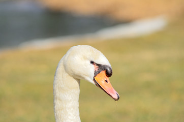 animali BS