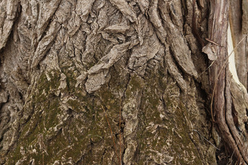 Moss on Tree Bark