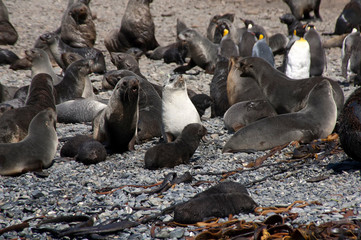 Elsehul Bay South Georgia Island, pups in the the seal rookery