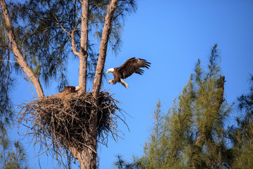 Flying bald eagle Haliaeetus leucocephalus parents with their nest of chicks on Marco Island
