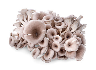 oyster mushroom isolated on white background