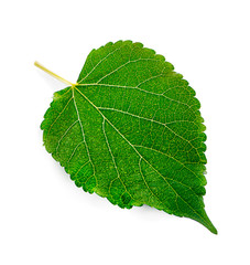 Fototapeta premium Green Mulberry leaf isolated on white background