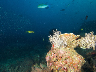 Plongée .Thailande