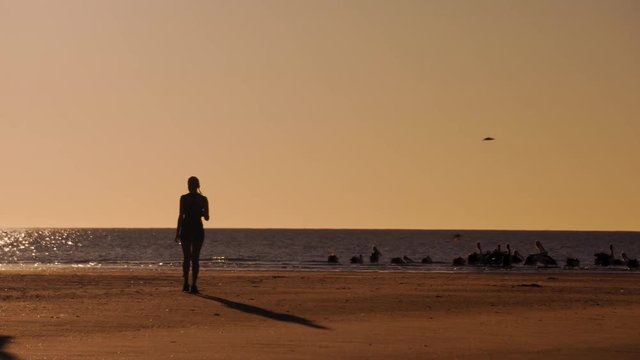 Silhouette of people slowly trying to approach and photograph pelicans on the beach at sunset