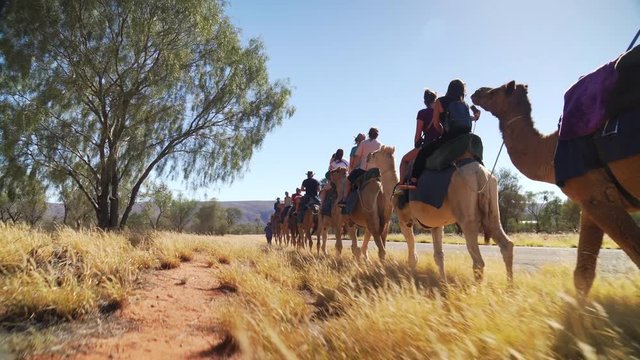 Low tracking shot through yellow grass as tourists traveling by camelback march on a desert path