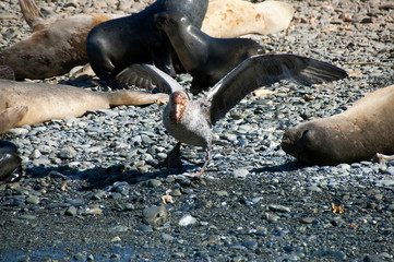 Elsehul Bay South Georgia Island, southern giant petrel on pebble beach with fur seals