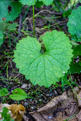 Plant with a large green leaf in Haagse Bos, forest in The Hague