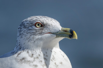 Seagull Close-Up