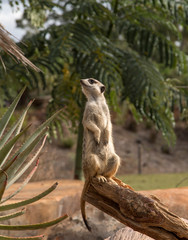 Meerkat on a branch