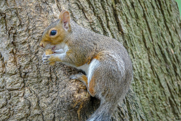 Squirrel eating in Central Park, NY