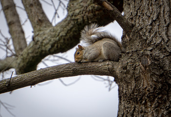 Trying to be Invisible Squirrel