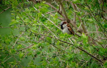 Fluffy Cold Sparrow
