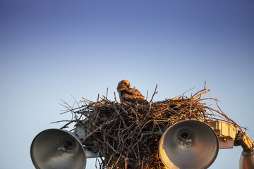 Baby great horned owlet Bubo virginianus perches in its nest