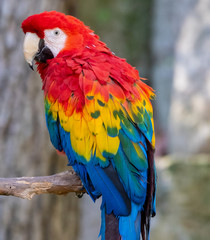 scarlet macaw