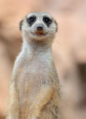 Fototapeta premium Meerkat