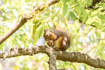 樹上で木の実を食べるリス