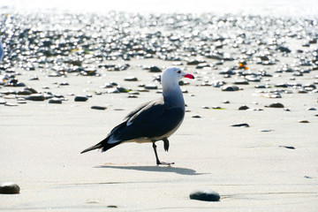 Seagulls on a rocky beach before sunset time.  California, San Diego, La Jolla