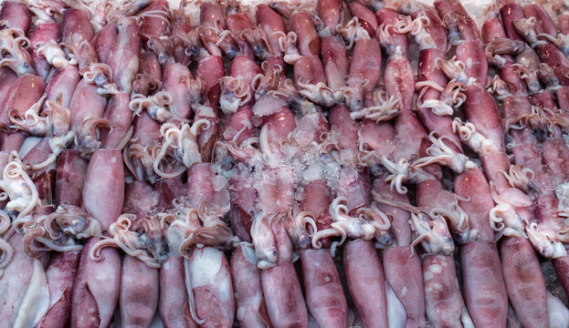 Many  fresh squid lay on ice