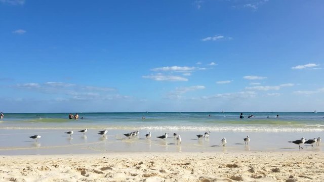 Seagulls Walking On The Sand On The Beach In Mexico On A Sunny Day