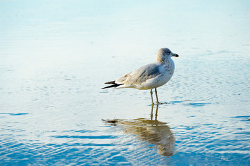 Seagull on the beach, California, San Diego, La Jolla Beach