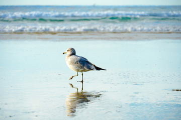 Seagull on the beach with her reflection on the water, before sunset time. California, San Diego, La Jolla Beach
