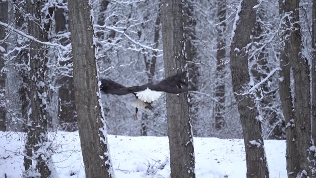 Fight to the Finish - Two bald eagles fall from the sky hooked to the same fish. They crash through the trees and land in the snow. Slow motion video. Chilkat River, Haines, Alaska.