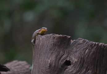 East Indian brown mabuya, Many-lined sun skink, Many-striped skink, Common sun skink, Golden skink