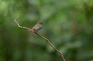Brown Bird, Flycatcher bird, female