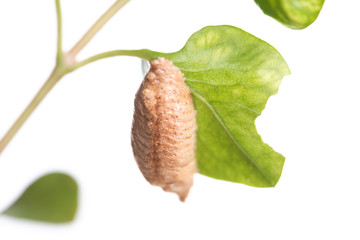 Brown pupa on green leaf isolated on white