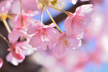 青空を背景に早咲きのピンク色の桜（河津桜）の花