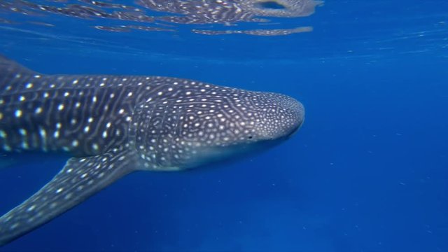 Whale Shark (Rhincodon Typus) Swimming in Deep Ocean.