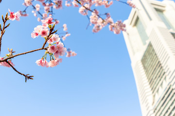 さくらと横浜ランドマークタワー