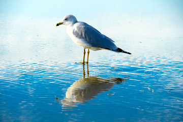 Seagull on the beach with her reflection on the water, before sunset time. California, San Diego, La Jolla Beach