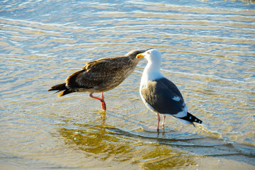 Seagull on the beach, California, San Diego, La Jolla Beach