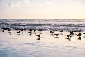 Group op seagulls on the beach during sunset. Sunset seagull silhouette with the sea on the background.