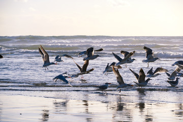 Group op seagulls on the beach during sunset. Sunset seagull silhouette with the sea on the background.