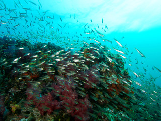 Plongée .Thailande