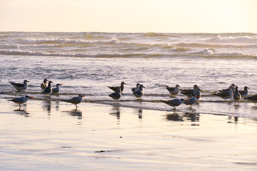 Group op seagulls on the beach during sunset. Sunset seagull silhouette with the sea on the background.