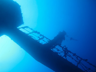 Underwater world in deep water in coral reef and plants flowers flora in blue world marine wildlife, travel nature beauty exploration in diving trip,adventures recreation dive. Fish, corals,creatures