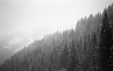 Foggy, Snowy Trees