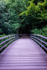 A bridge leading into the a dark forest in Haagse Bos, forest in The Hague