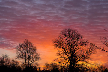 silhouette of a tree at sunset