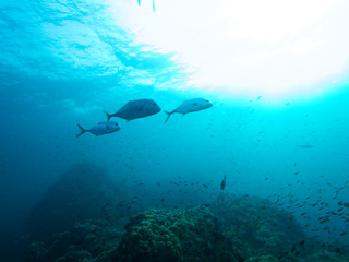 Plongée .Thailande