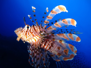Underwater world in deep water in coral reef and plants flowers flora in blue world marine...